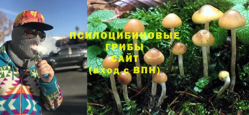 Галлюциногенные грибы Psilocybe  Беслан 